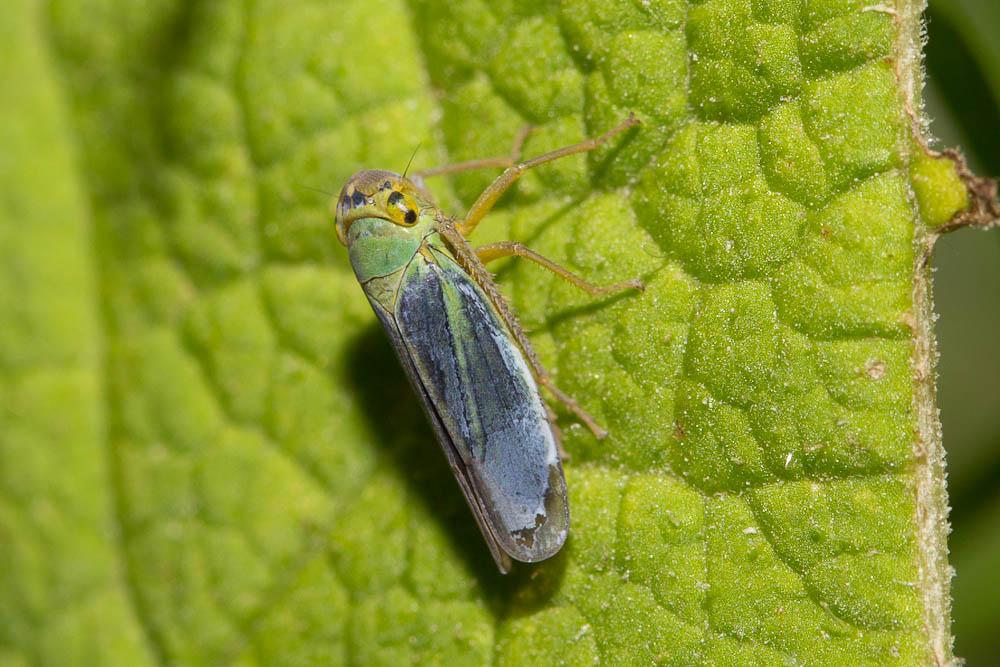 La Cicadelle verte Cicadella viridis (Linnaeus, 1758)