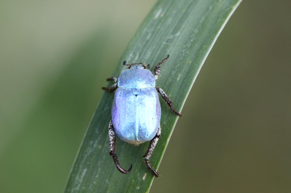 Le Hoplie bleue (L') Hoplia coerulea (Drury, 1773)