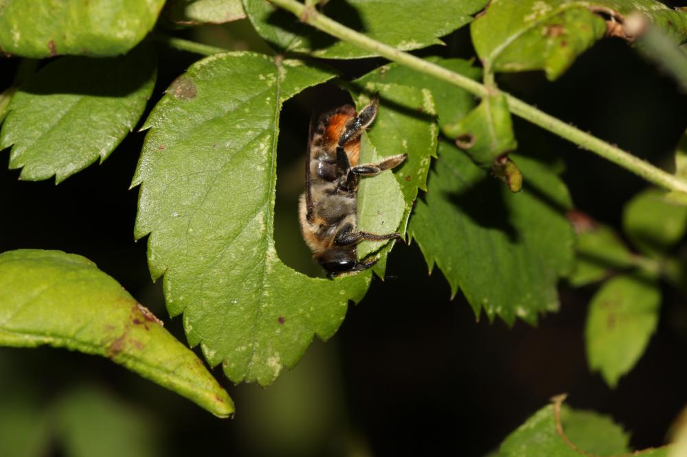 Le  Megachile lagopoda (Linnaeus, 1760)