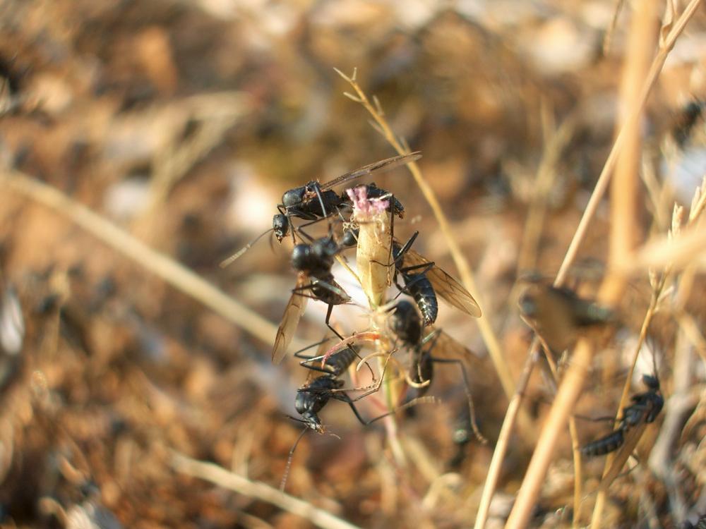  Camponotus cruentatus (Latreille, 1802)