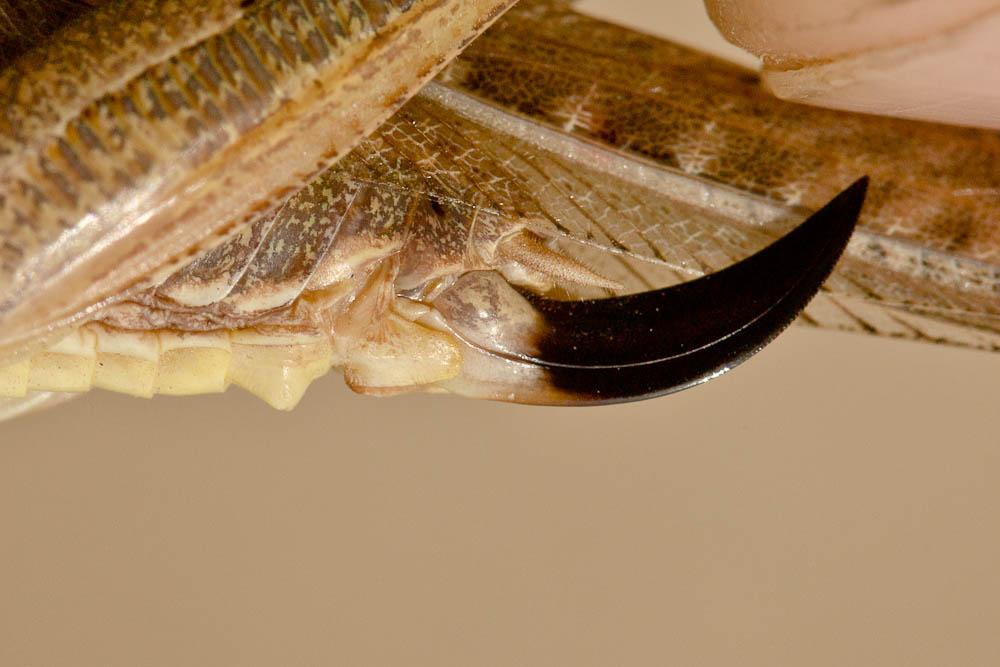 La Decticelle à serpe Platycleis falx (Fabricius, 1775)