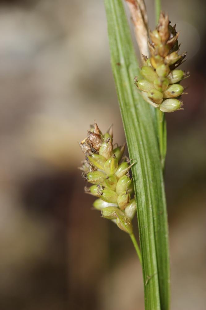 La Laîche pâle Carex pallescens L., 1753