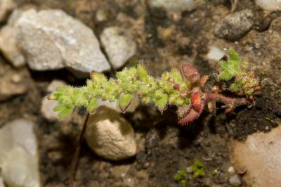 Herniaire velue Herniaria hirsuta L., 1753