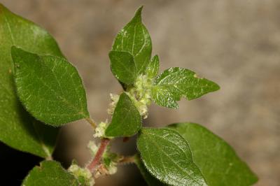 Pariétaire officinale, Herbe à bouteille Parietaria officinalis L., 1753