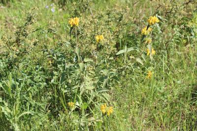 Sauge de Jérusalem Phlomis fruticosa L., 1753