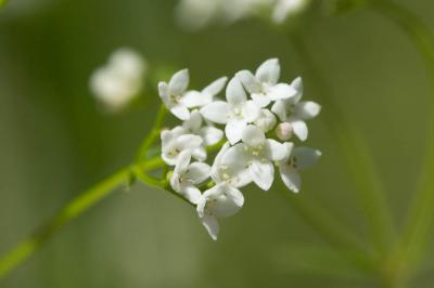 Gaillet faible, Gaillet chétif Galium debile Desv., 1818