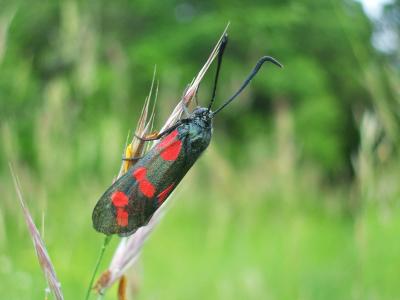 Zygène du Pied-de-Poule (La), Zygène des Lotiers ( Zygaena filipendulae (Linnaeus, 1758)