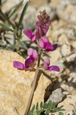 Sainfoin bas Hedysarum boveanum Bunge ex Basiner, 1846