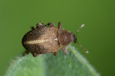  Lignyodes enucleator (Panzer, 1798)