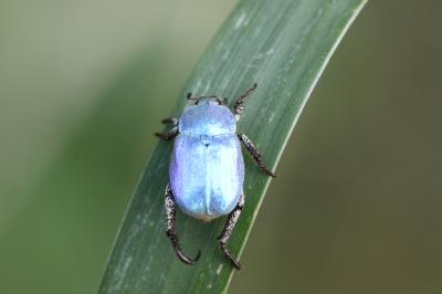 Hoplie bleue (L') Hoplia coerulea (Drury, 1773)