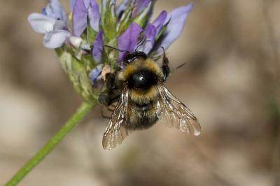 Bourdon des jardins Bombus hortorum (Linnaeus, 1760)