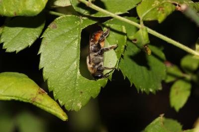  Megachile maritima (Kirby, 1802)