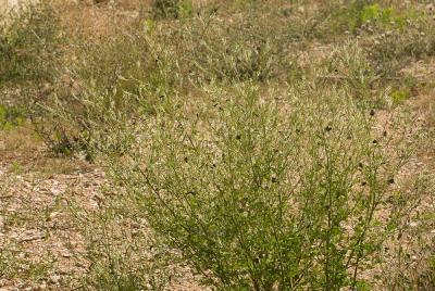 Satyrium esculi