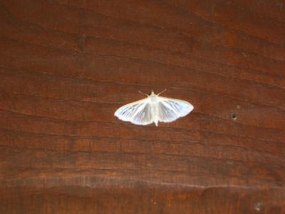 Palpita vitrealis