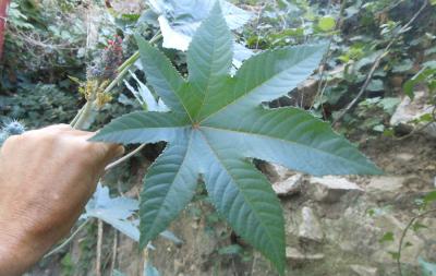 Ricin Ricinus communis L., 1753