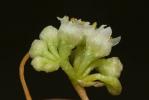 Cuscute volubile, Cuscute du Bident Cuscuta scandens Brot., 1804