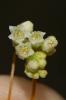 Cuscute volubile, Cuscute du Bident Cuscuta scandens Brot., 1804