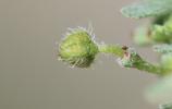 Euphorbe prostrée Euphorbia prostrata Aiton, 1789