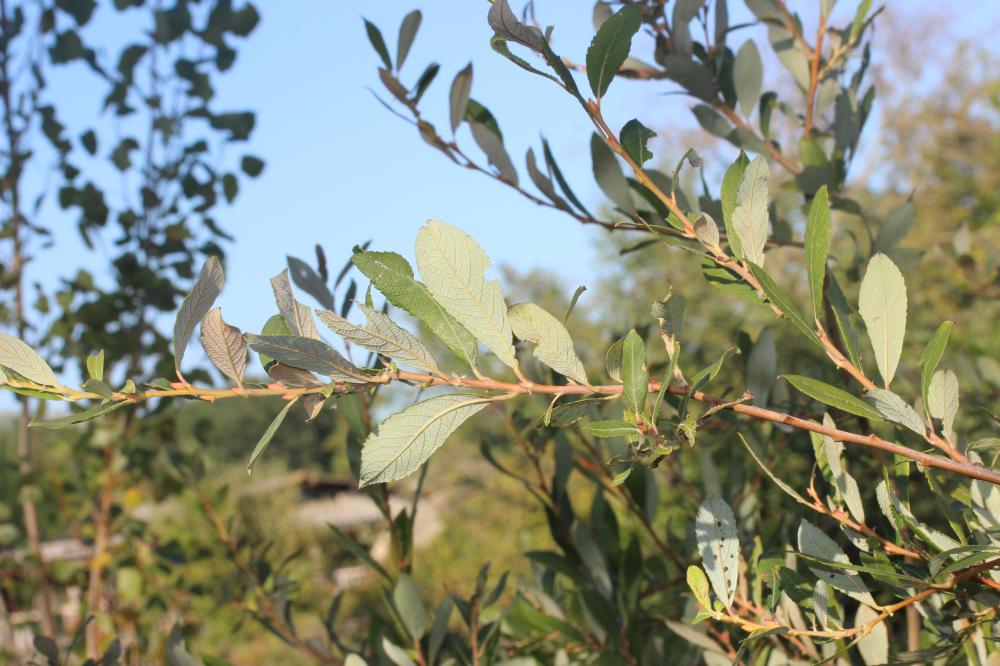 Le Saule à feuilles d'Olivier Salix atrocinerea Brot., 1804