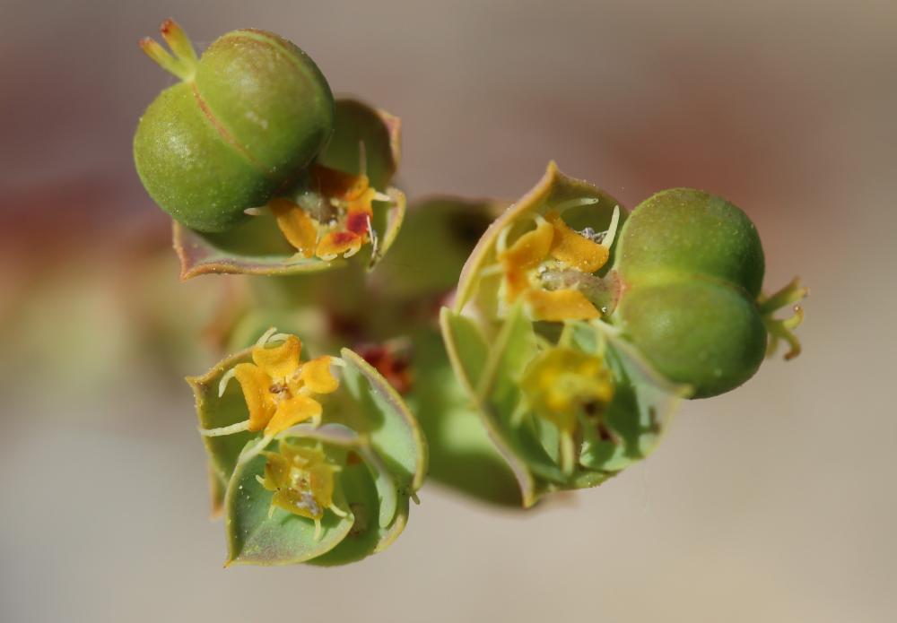 Le Euphorbe de Terracine Euphorbia terracina L., 1762