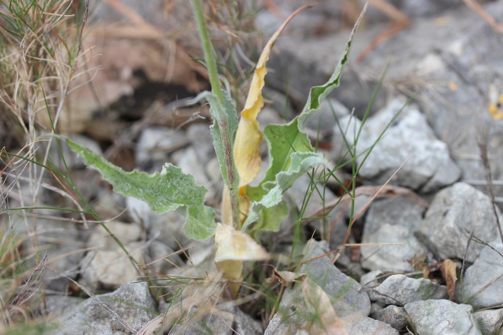 Le Scorzonère à feuilles crispées Scorzonera hispanica subsp. crispatula (Boiss.) Nyman, 1879