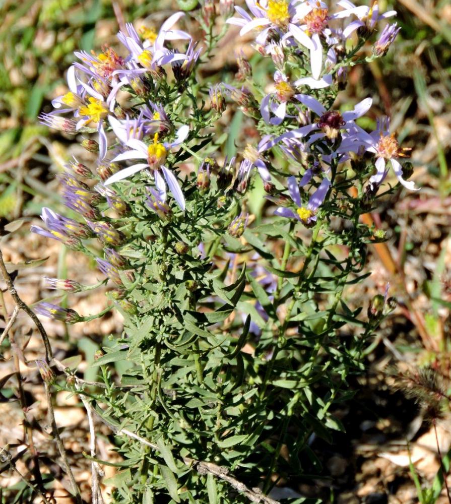 Le Aster âcre Galatella sedifolia (L.) Greuter, 2003