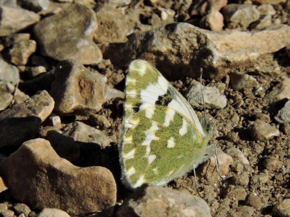 Marbré-de-vert (Le), Piéride du Réséda (La), Marbr Pontia daplidice (Linnaeus, 1758)
