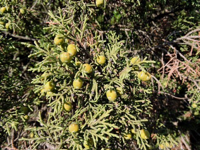 Le Genevrier de phoenicie, Lycien Juniperus phoenicea L., 1753