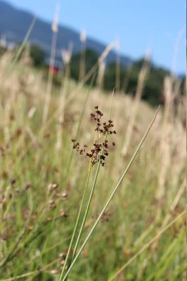 Jonc à tépales aigus, Jonc acutiflore Juncus acutiflorus Ehrh. ex Hoffm., 1791