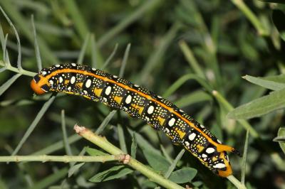 Sphinx de l'Euphorbe (Le) Hyles euphorbiae (Linnaeus, 1758)