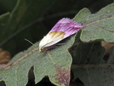 Noctuelle purpurine (La) Eublemma purpurina (Denis & Schiffermüller, 1775)