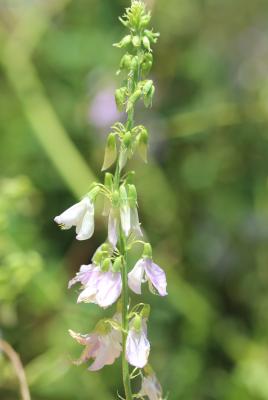 Lilas d'Espagne, Sainfoin d'Espagne, Rue de chèvre Galega officinalis L., 1753