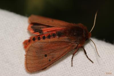 Ecaille cramoisie (L') Phragmatobia fuliginosa (Linnaeus, 1758)