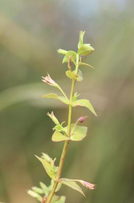 Lindernie fausse-gratiole, Fausse Gratiole Lindernia dubia (L.) Pennell, 1935