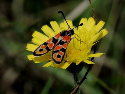 Zygène de la Petite coronille (La) Zygaena fausta (Linnaeus, 1767)