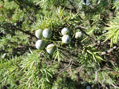 Genévrier oxycèdre, Cèdre piquant Juniperus oxycedrus L., 1753