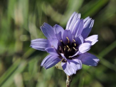 Cupidone, Catananche bleue, Cigaline Catananche caerulea L., 1753