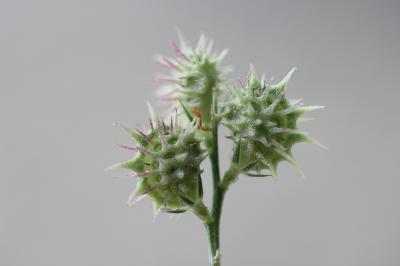 Sainfoin Tête-de-coq Onobrychis caput-galli (L.) Lam., 1779