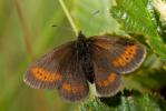 Moiré des Sudètes (Le) Erebia sudetica Staudinger, 1861