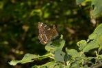 Grand Sylvain (Le), Nymphale du Peuplier (La) Limenitis populi (Linnaeus, 1758)