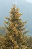 Épicéa commun, Sérente Picea abies (L.) H.Karst., 1881