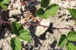 Rosier à feuilles d'orme, Ronce à feuilles d'Orme Rubus ulmifolius Schott, 1818