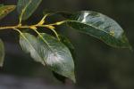 Saule à cinq étamines, Saule odorant Salix pentandra L., 1753
