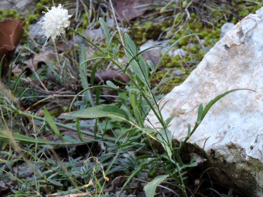 La Céphalaire blanche, Céphalaire à fleurs blanches Cephalaria leucantha (L.) Schrad. ex Roem. & Schult., 1818