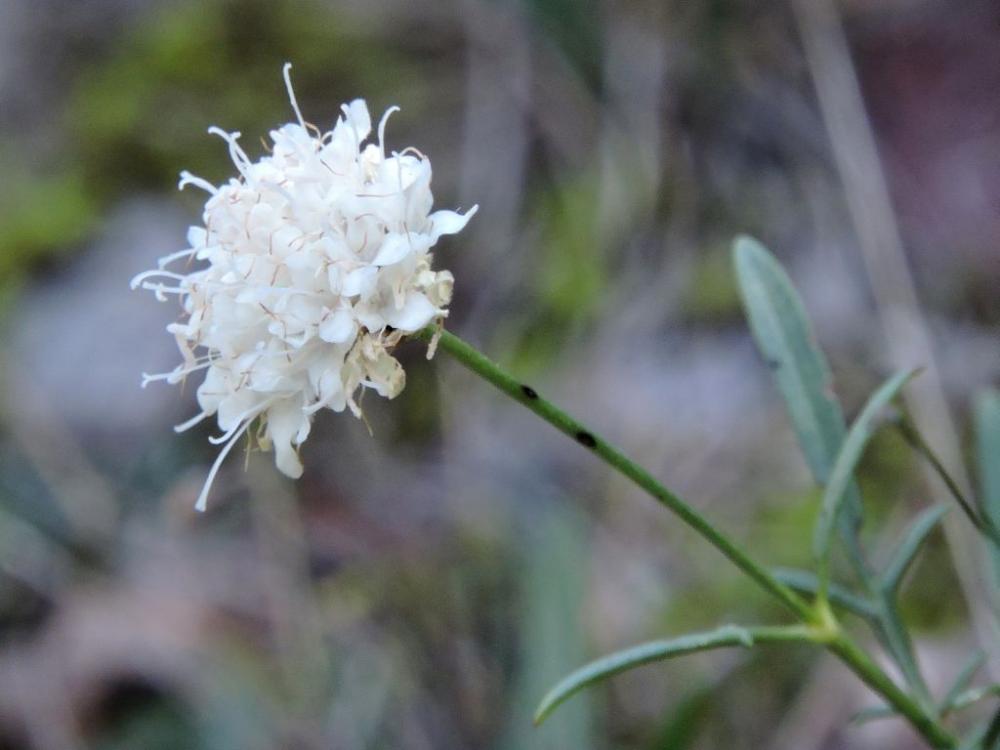Céphalaire blanche, Céphalaire à fleurs blanches Cephalaria leucantha (L.) Schrad. ex Roem. & Schult., 1818