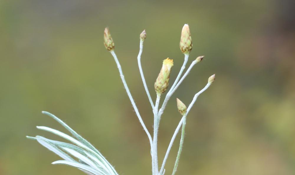 Le Phagnalon repoussant Phagnalon sordidum (L.) Rchb., 1831