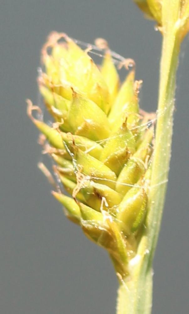 La Laîche tronquée Carex canescens L., 1753