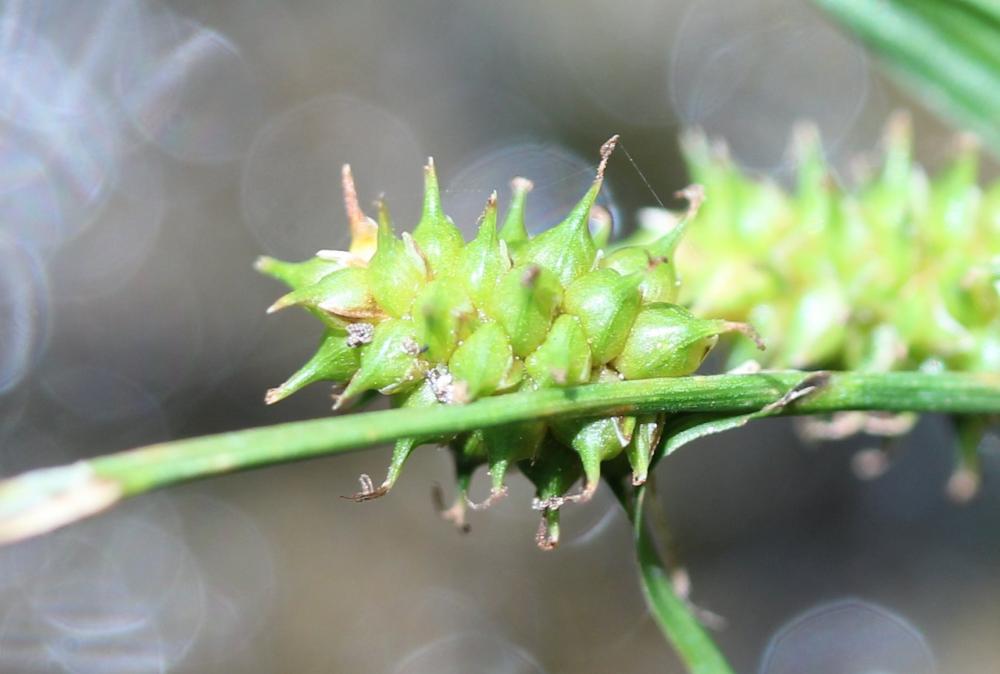 La Laîche écailleuse Carex lepidocarpa Tausch, 1834