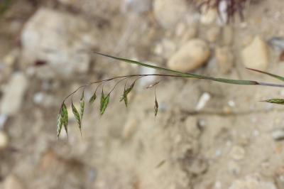 Brome raboteux Bromus squarrosus L., 1753