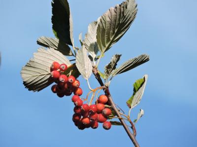 Alouchier, Alisier blanc Sorbus aria (L.) Crantz, 1763